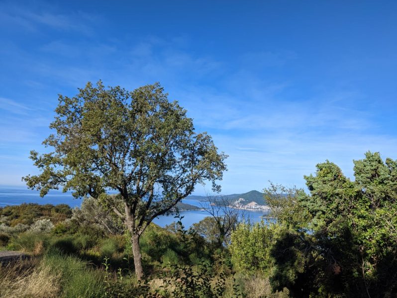 Prodaja - Zemljište Budva, Čelo Brdo